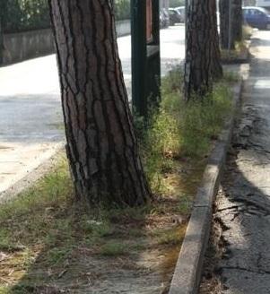 Pini da abbattere saranno sostituiti con bagolari 