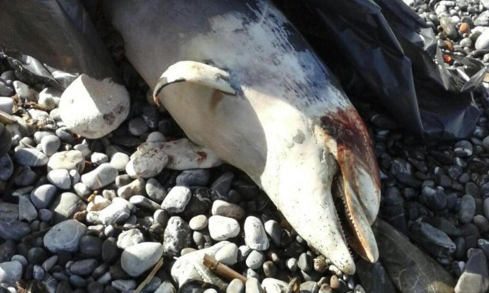 Delfino spiaggiato al Bagnoschiuma