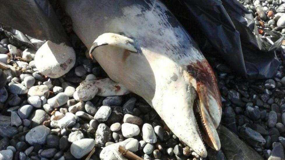 Delfino spiaggiato al Bagnoschiuma