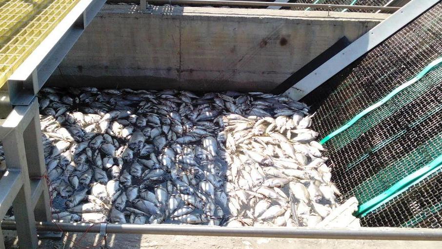 Pompaggi avviati in ritardo? «Non lo abbiamo chiesto noi»