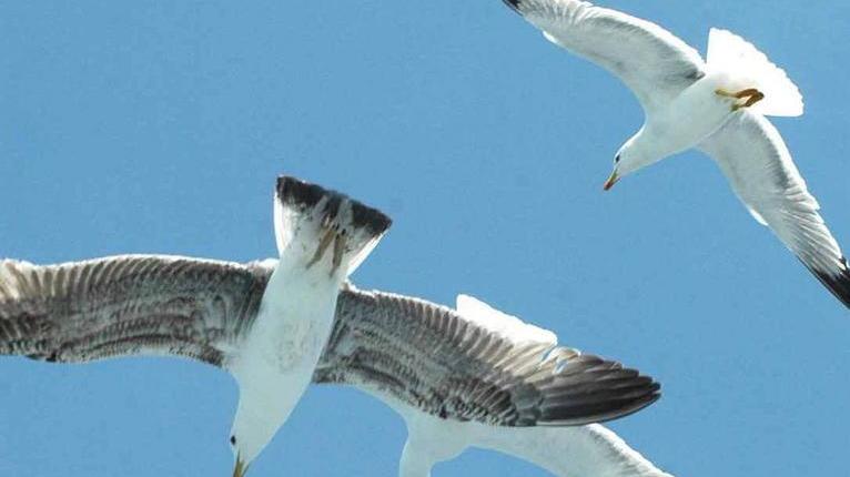 «Gabbiani morti di stenti» Per l’ornitologo non è così