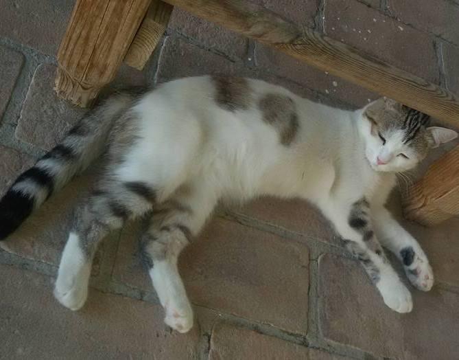 Turismo felino, novità dell'estate 