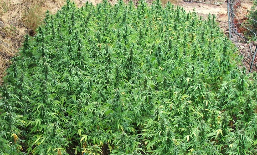 Coltivavano piante di cannabis due lodeini finiscono in cella 