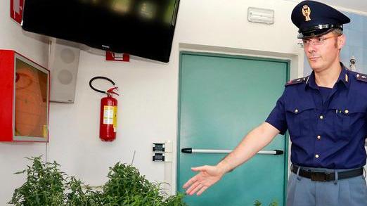 Scoperta serra con 18 piante di cannabis