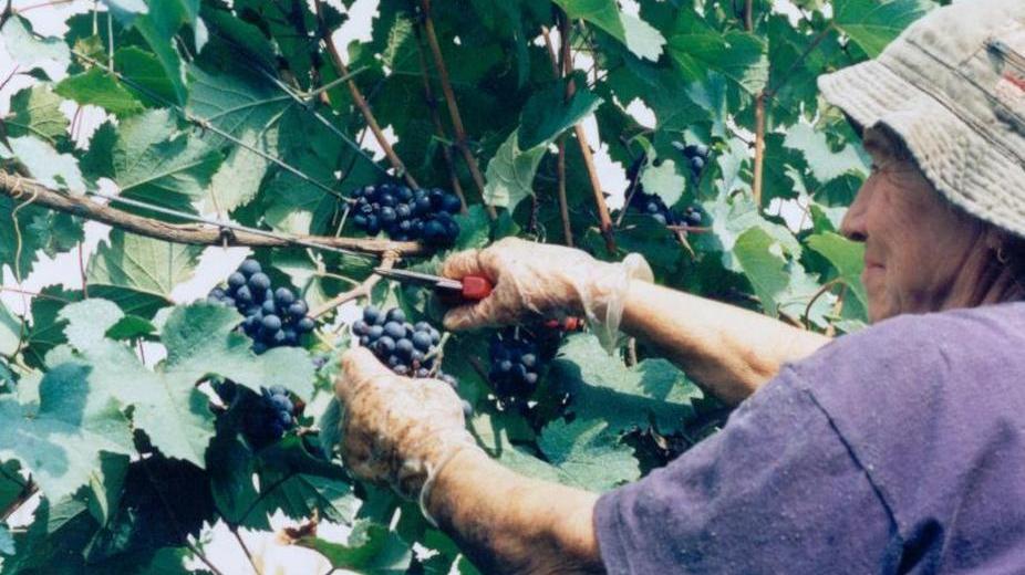 Contro le frodi alimentari più tutela meno burocrazia