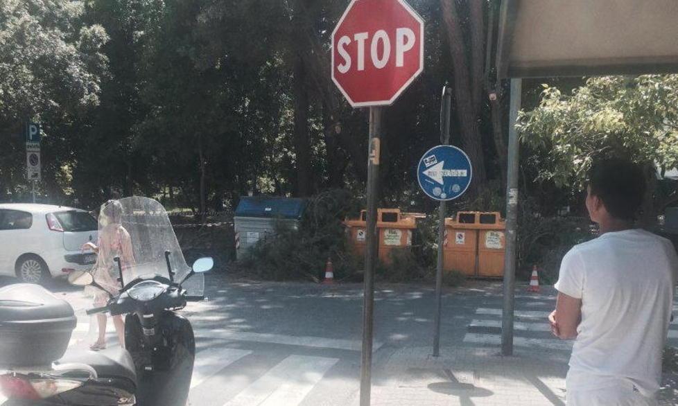 I rami potati lasciati sui cassonetti