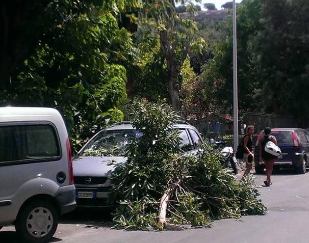 Cade un grosso ramo e danneggia un’auto in sosta