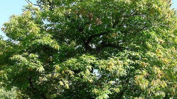 Milioni di euro per salvare i castagneti