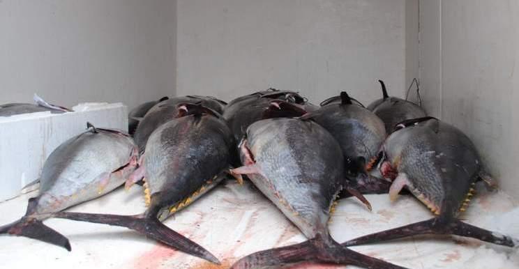Pesca sportiva e ricreativa, stop alla cattura del tonno