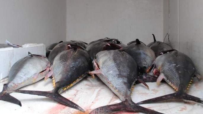 Pesca sportiva e ricreativa, stop alla cattura del tonno