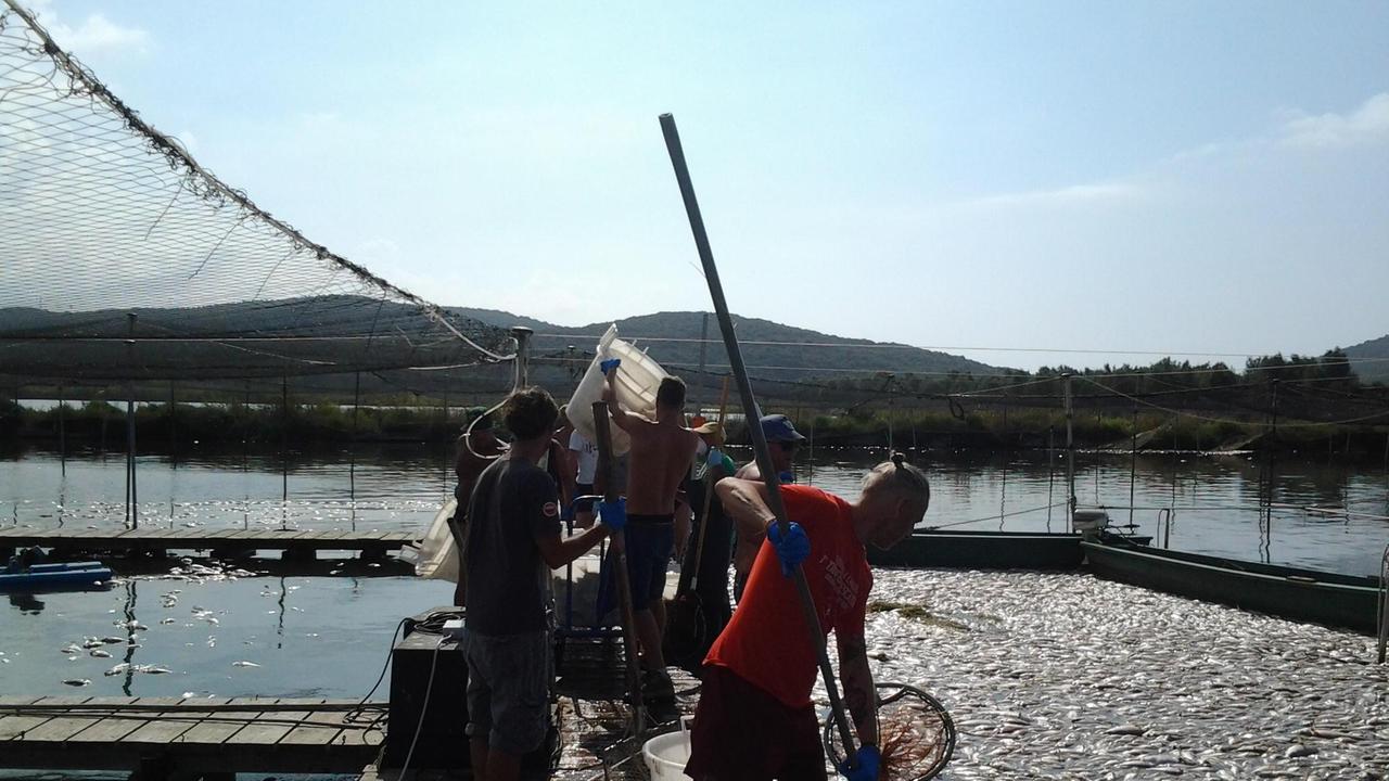 La Laguna muore. I pescatori: «Non sappiamo se ce la faremo»