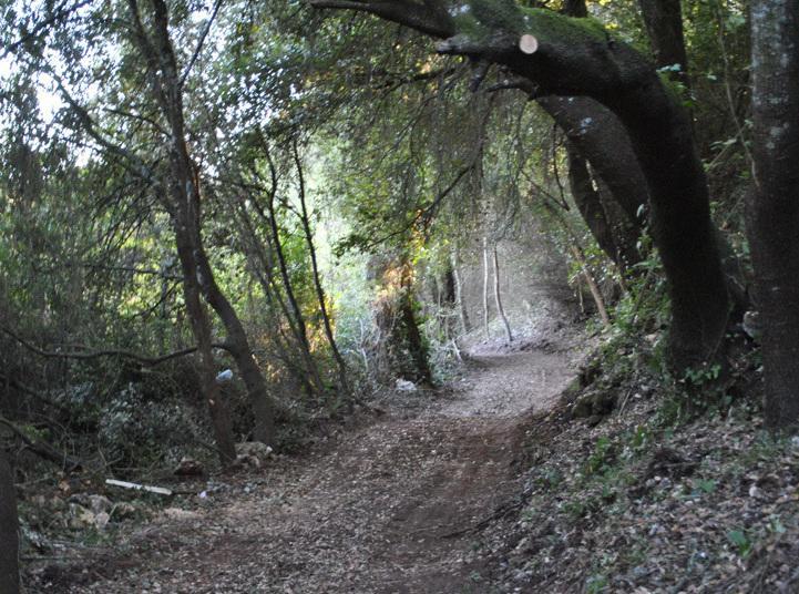 Sassari, in bici nei sentieri verdi viene azzannato dai cani 