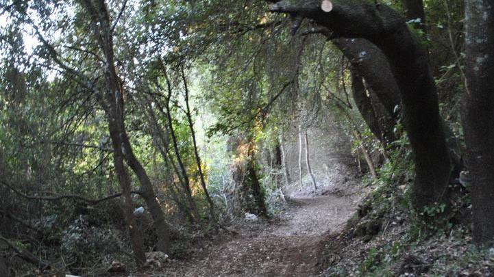 Sassari, in bici nei sentieri verdi viene azzannato dai cani