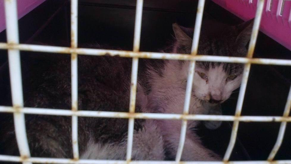 Un altro gatto salvato in banchina dagli Amici di Bobi