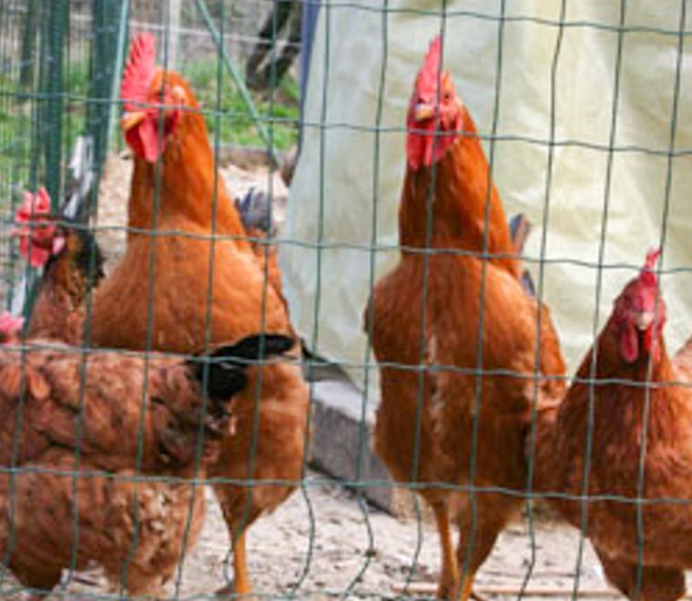 Ordinanza del sindaco, tolto sequestro all’allevamento di galline