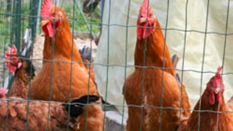 Ordinanza del sindaco, tolto sequestro all’allevamento di galline