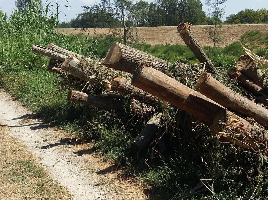 Ciclista urta i tronchi e cade: è in coma 