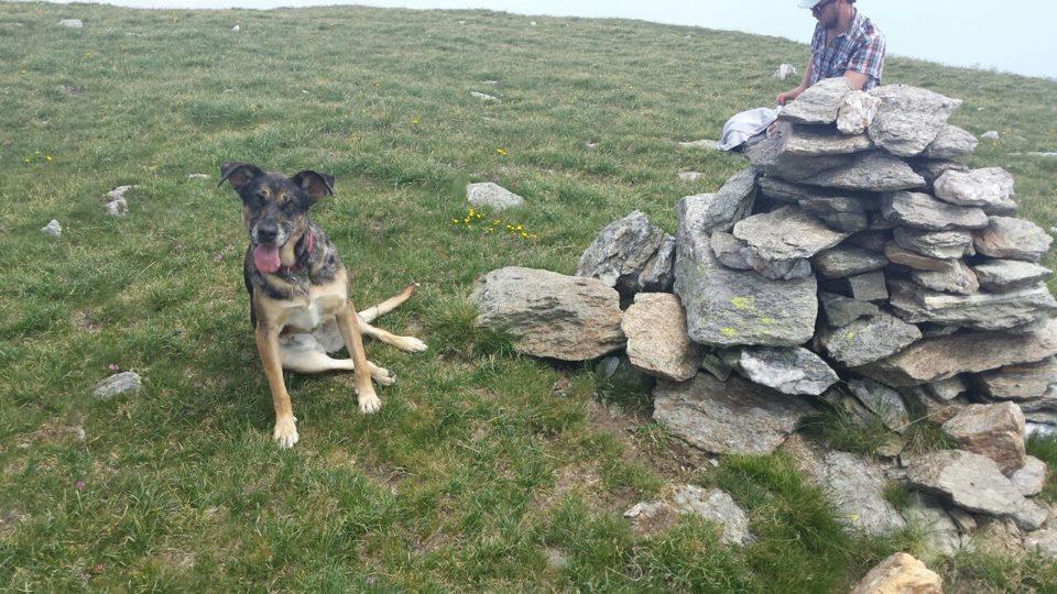 Cane fugge dopo l'incidente in autostrada, appello per ritrovarlo