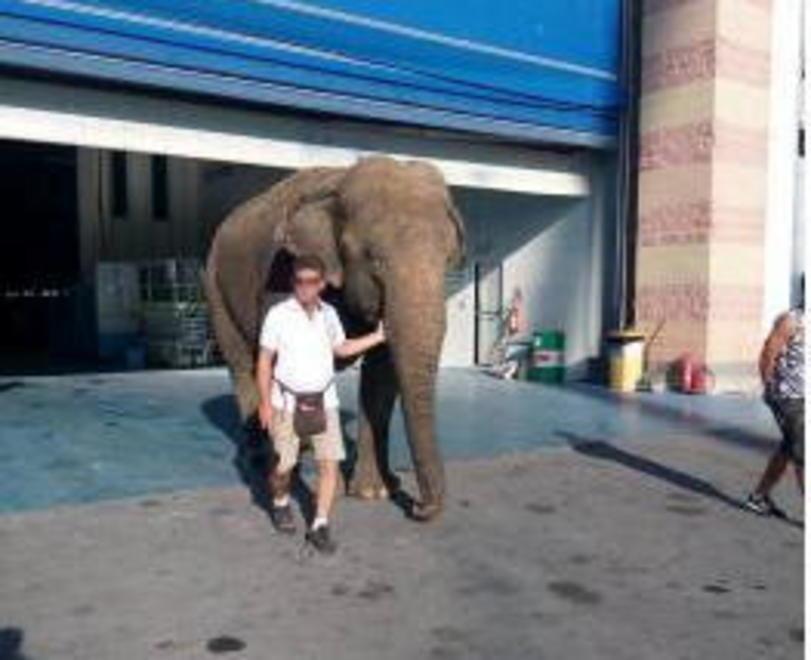 Elefante per il varo dello yacht: animalisti chiamano l’Asl