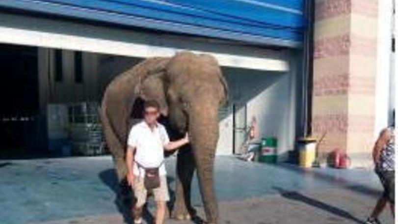 Elefante per il varo dello yacht: animalisti chiamano l’Asl