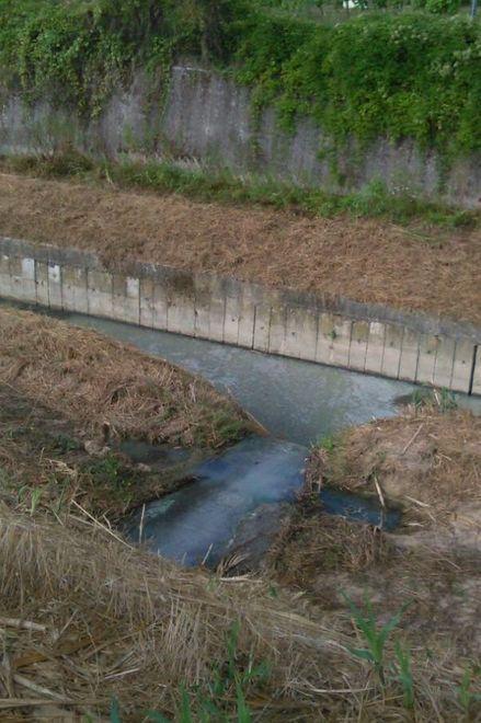 Vipere nei giardini cattivi odori e degrado Acciaiolo lancia l’Sos 