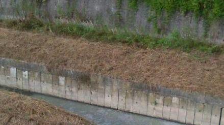 Vipere nei giardini cattivi odori e degrado Acciaiolo lancia l’Sos