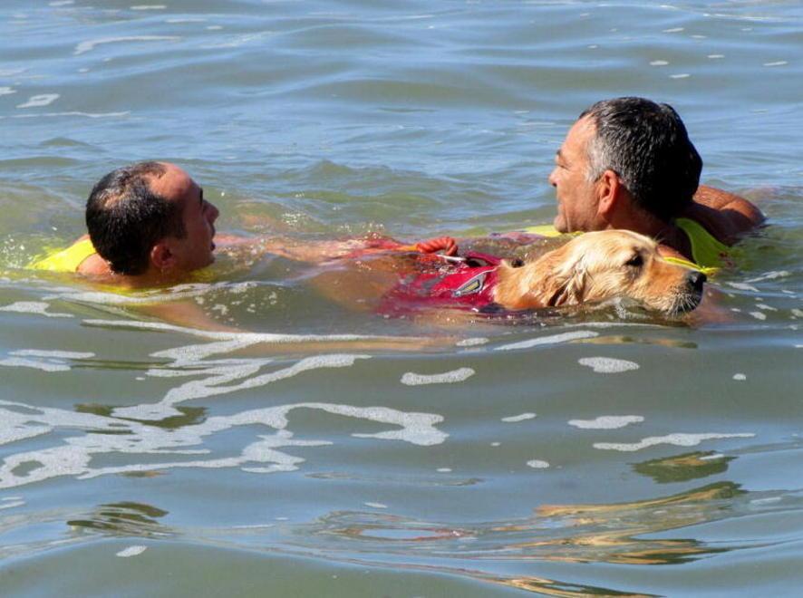 I cani bagnino salvano una donna 