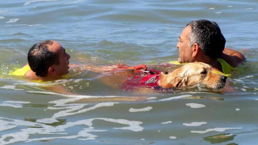 I cani bagnino salvano una donna