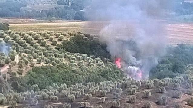 Furioso incendio distrugge un centinaio di piante di olivo