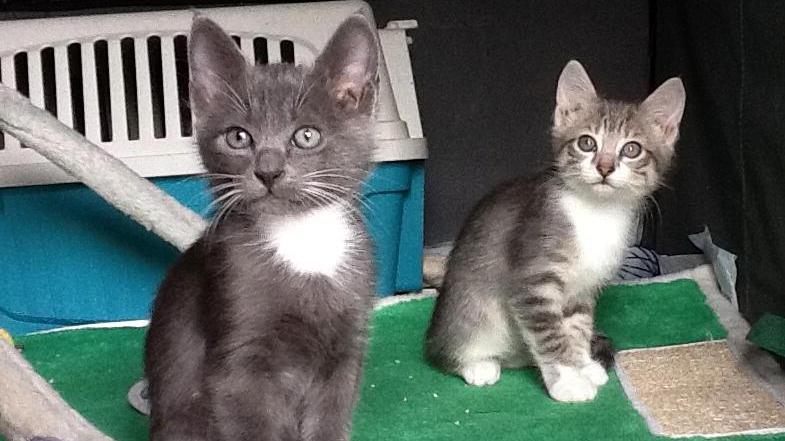Due gatti di poche settimane (foto di repertorio)
