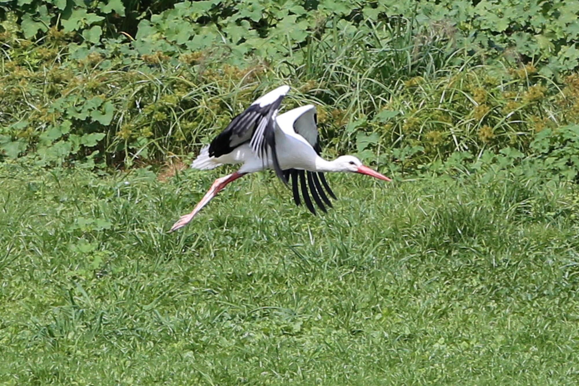 L'uccello liberato ieri a Castelmartini (foto Nucci)