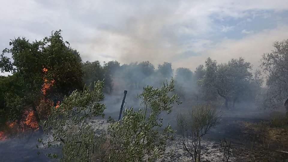 L'incendio nell'oliveto di Carmignano