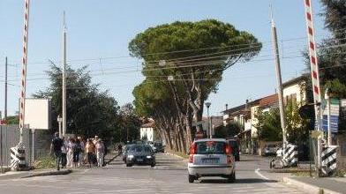 «No all’abbattimento di 2.500 alberi in città»