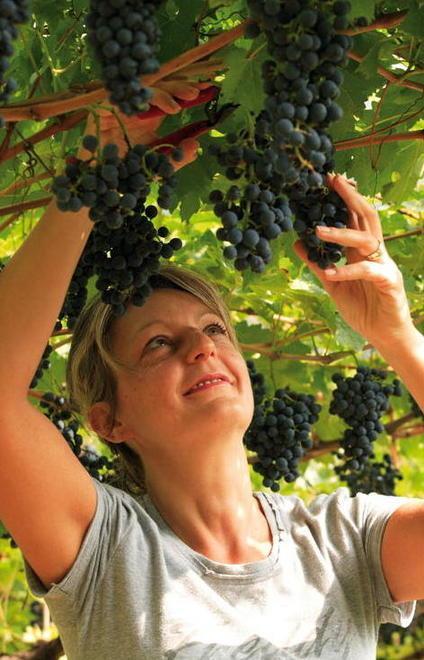 Tra i filari c’è gran fiducia: vino a 5 stelle 