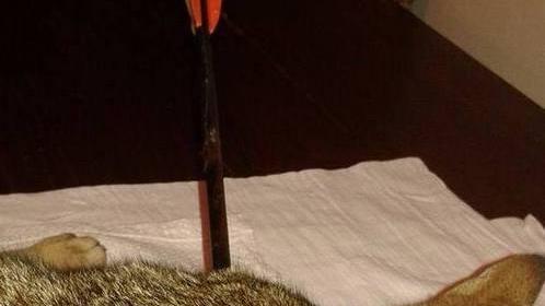 Strangolato un altro gattino