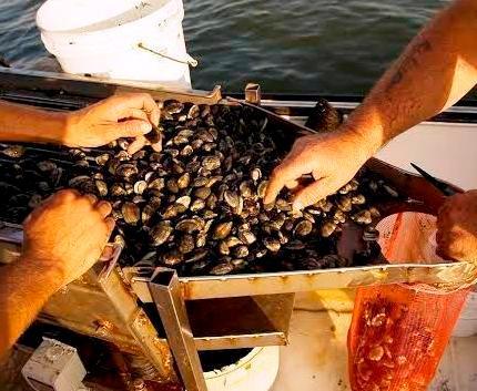 «Vongole, danni per 18 milioni» 