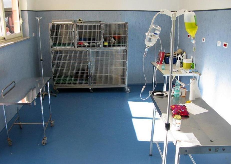 «Veterinari sottopagati a Sassari», nasce un caso nazionale 