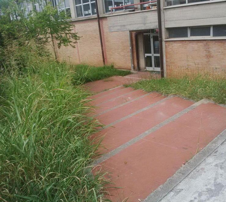 Erbacce alla palestra dello Stagi
