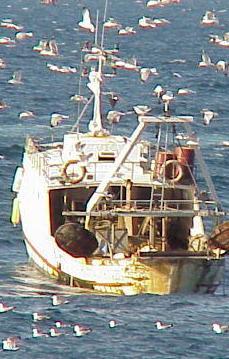 Un peschereccio piombinese “salva” la Festa della sardina