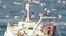 Un peschereccio piombinese “salva” la Festa della sardina