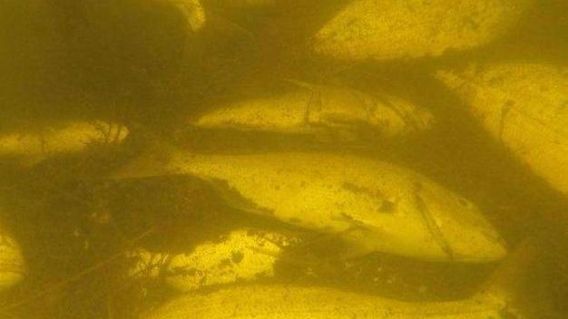 Due magliette firmate Staino La rinascita in un segno di matita