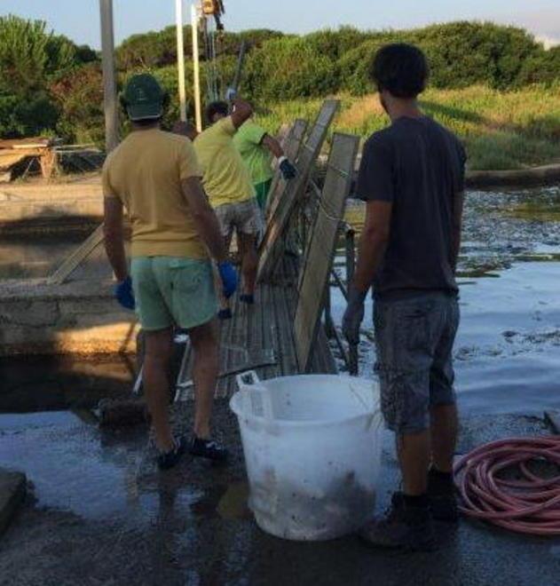 «Spariti i nutrienti provenienti dai depuratori»