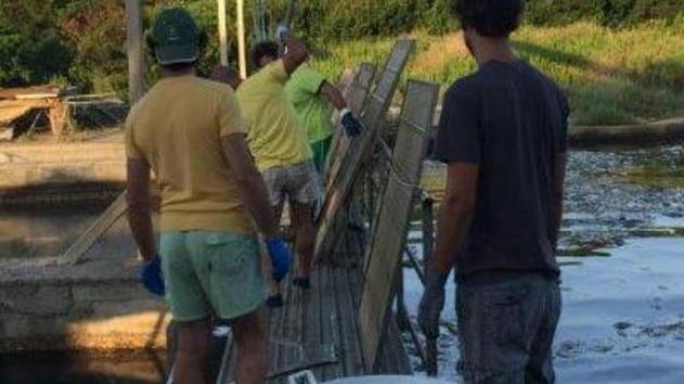 «Spariti i nutrienti provenienti dai depuratori»