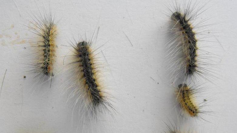 Bruchi americani, Sea avvia la disinfestazione