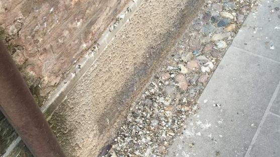 Strade coperte di guano: «Da Hera pulizia inadeguata»