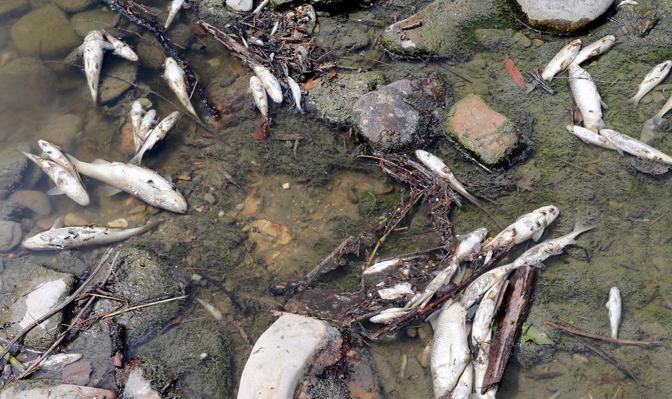 Centinaia di pesci morti nel torrente Tiepido a Castelnuovo di Modena