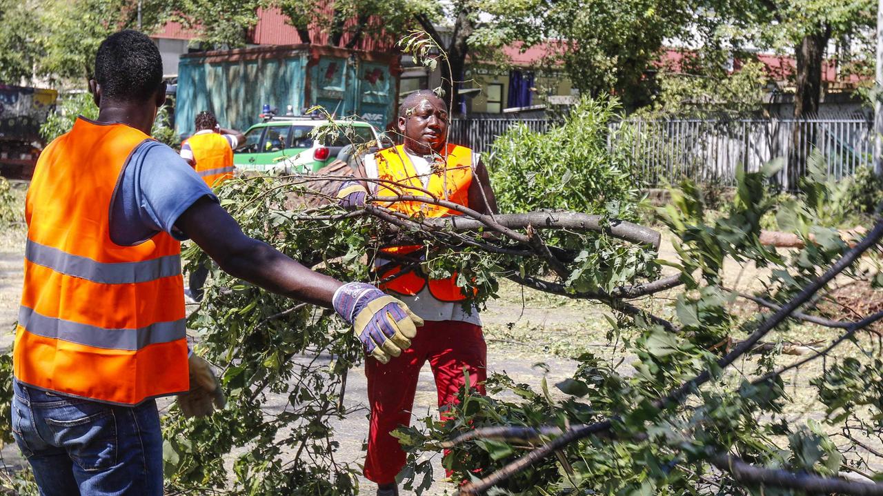 I migranti al lavoro per rimuovere i rami spezzati dal nubifragio (foto Sestini)