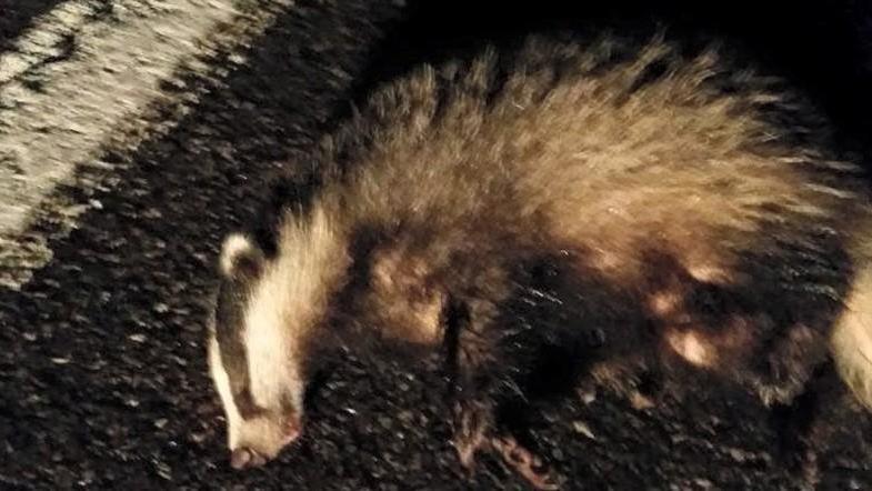 Vede tasso ferito in strada e lo fa salvare