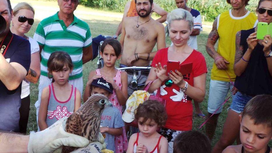 Falchetti salvati dall’Ascom e poi liberati dalla Lipu
