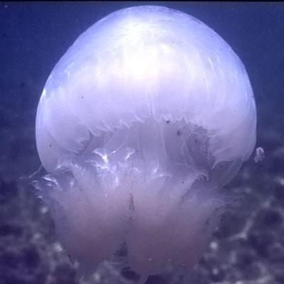 Allarme meduse giganti nel Mediterraneo 